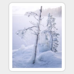 Frozen trees and fog Sticker